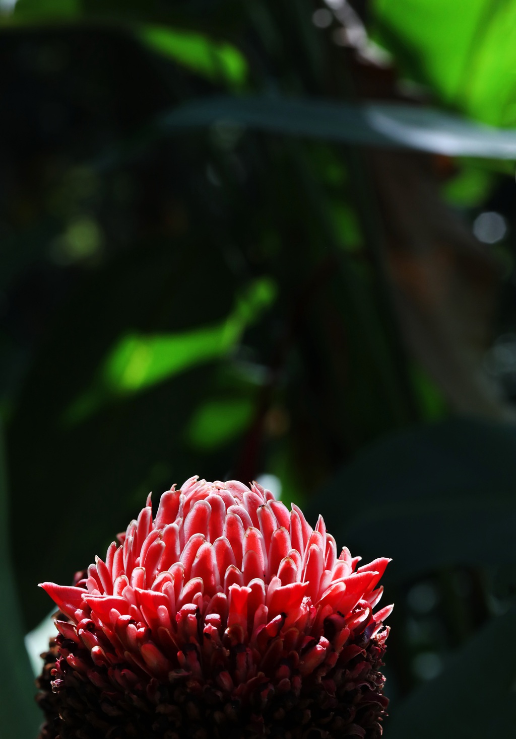 颜色鲜红，形态像蜡的火炬姜（瓷玫瑰）花朵高清图片图片