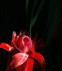 颜色鲜红，形态像蜡的火炬姜（瓷玫瑰）花朵高清图片