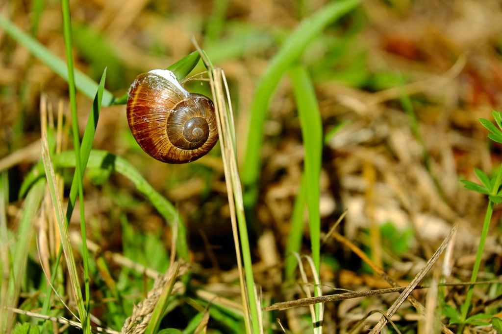 行走中的可爱蜗牛，形态各异，不同种类的蜗牛唯美静距离摄影美图图片