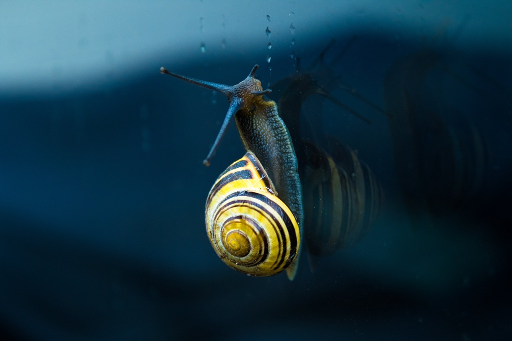 行走中的可爱蜗牛，形态各异，不同种类的蜗牛唯美静距离摄影美图图片
