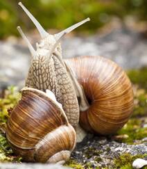 行走中的可爱蜗牛，形态各异，不同种类的蜗牛唯美静距离摄影美图