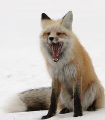 雪地中或驻足，或玩闹的可爱狐狸图片组图7