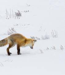 雪地中或驻足，或玩闹的可爱狐狸图片组图8
