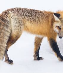 雪地中或驻足，或玩闹的可爱狐狸图片组图1