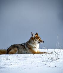 雪地中或驻足，或玩闹的可爱狐狸图片组图2