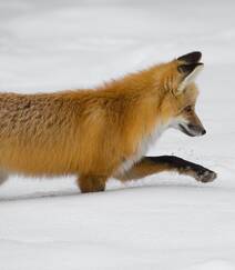 雪地中或驻足，或玩闹的可爱狐狸图片组图9