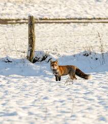 雪地中或驻足，或玩闹的可爱狐狸图片组图3