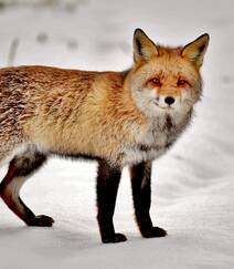 雪地中或驻足，或玩闹的可爱狐狸图片组图6
