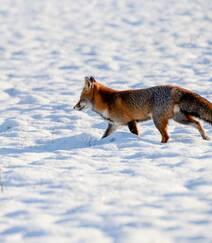 雪地中或驻足，或玩闹的可爱狐狸图片组图4