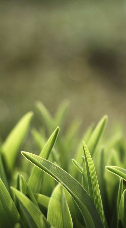 小草，嫩芽，小清新绿色青草嫩芽手机壁纸