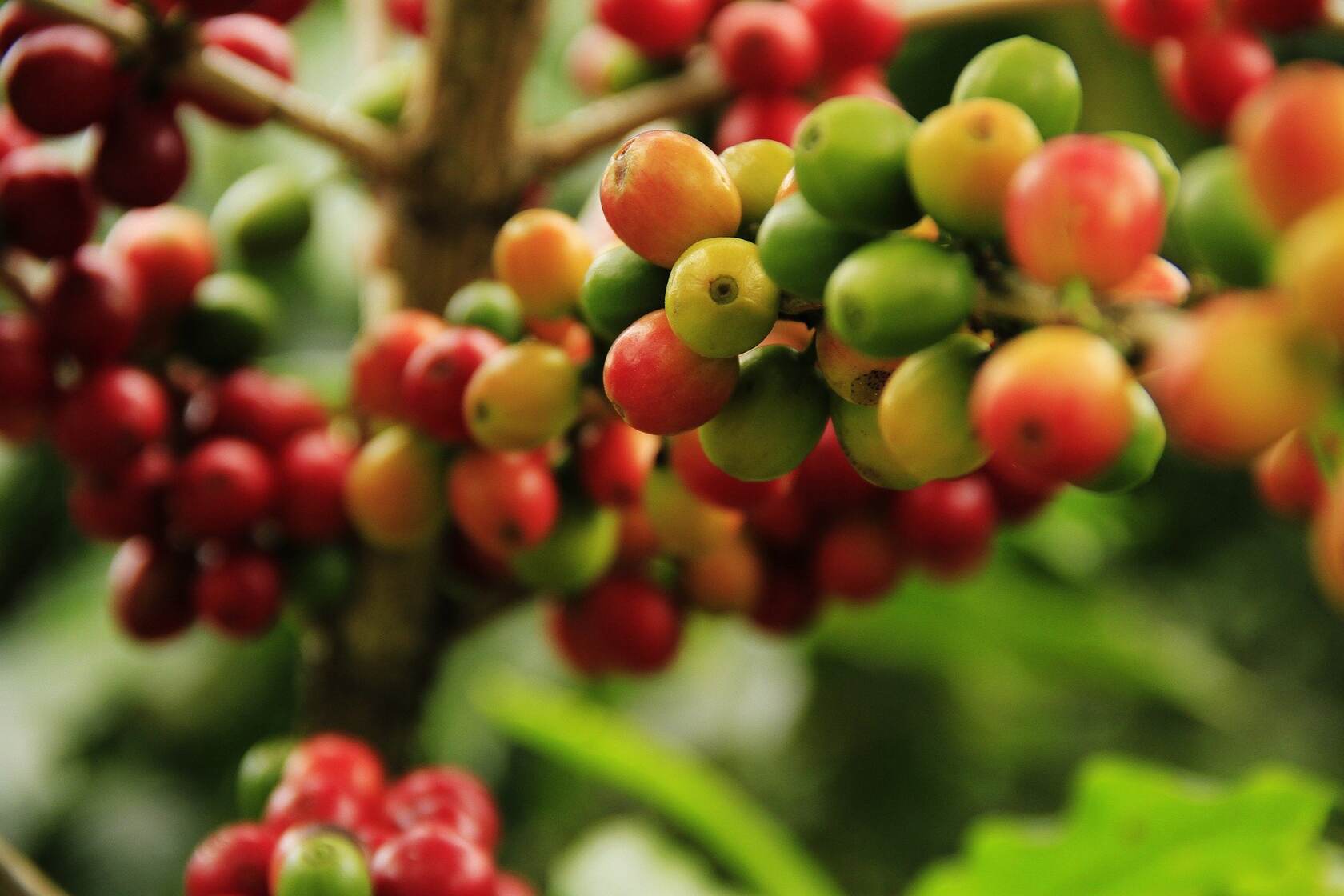新鲜 树上成熟的咖啡豆 农业 植物 农作物 果实 收获壁纸图片第1张图片