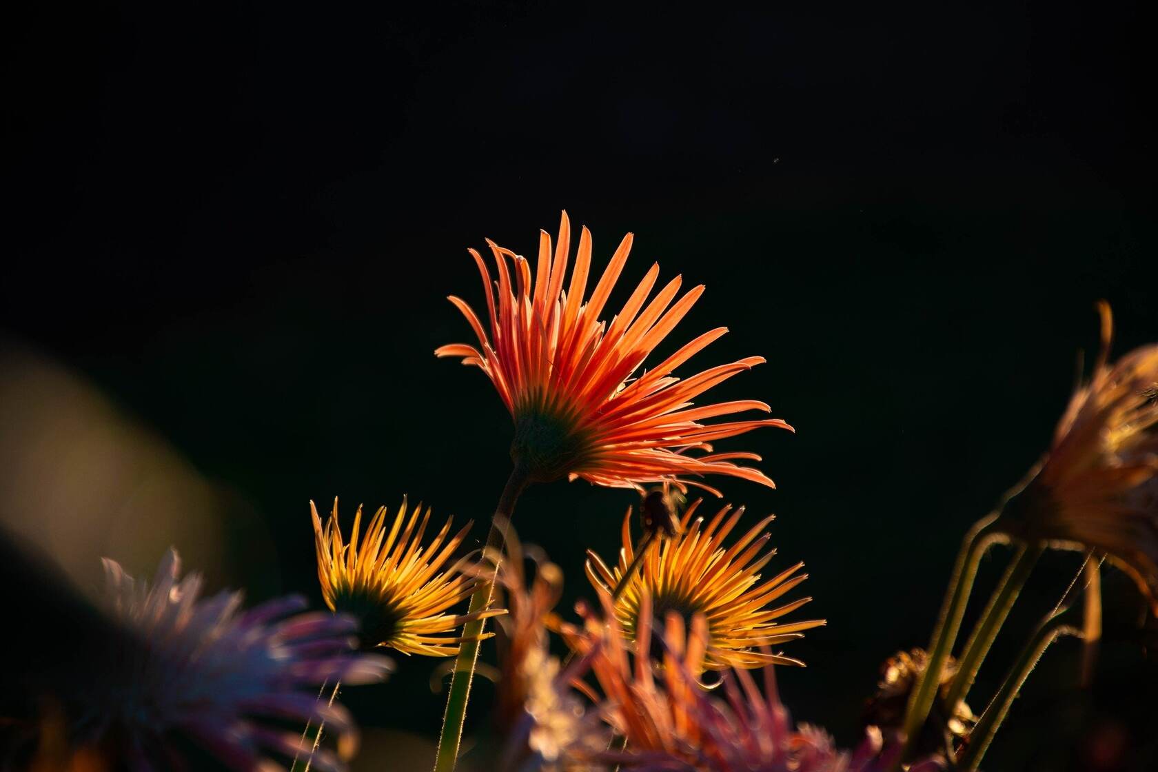 黑色背景 盛开的 菊花 鲜花 植物 花卉壁纸图片第1张图片