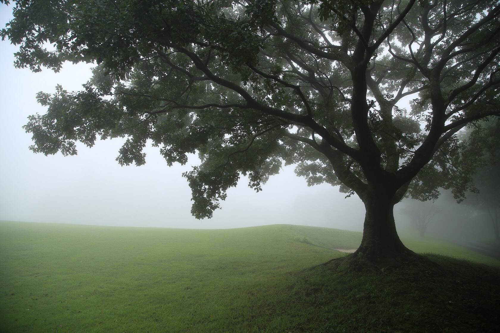 漫山浓雾的草原，一棵大树，宛若神秘的秘境 幻境般唯美景色壁纸图片