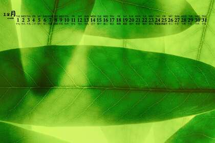 阳光，绿叶，小清新，2020年12月绿色主题植物系列日历壁纸图片