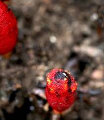 生长于荫蔽林中，湿润土壤处的药植红冬蛇菰高清图片组图3
