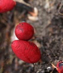 生长于荫蔽林中，湿润土壤处的药植红冬蛇菰高清图片组图1