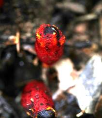 生长于荫蔽林中，湿润土壤处的药植红冬蛇菰高清图片组图2