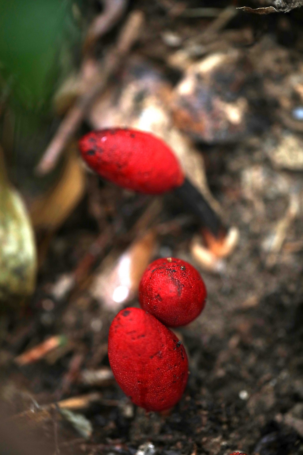 生长于荫蔽林中，湿润土壤处的药植红冬蛇菰高清图片图片