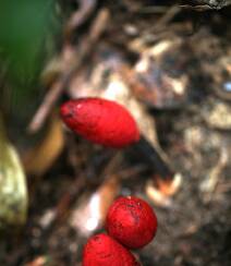 生长于荫蔽林中，湿润土壤处的药植红冬蛇菰高清图片组图4