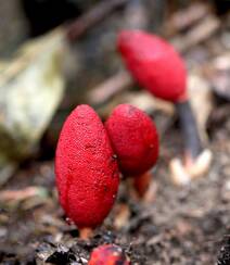 生长于荫蔽林中，湿润土壤处的药植红冬蛇菰高清图片组图9