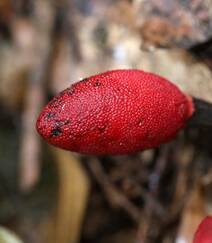 生长于荫蔽林中，湿润土壤处的药植红冬蛇菰高清图片组图5