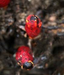 生长于荫蔽林中，湿润土壤处的药植红冬蛇菰高清图片组图8