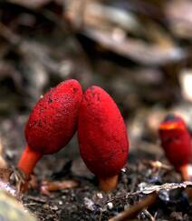 生长于荫蔽林中，湿润土壤处的药植红冬蛇菰高清图片组图7