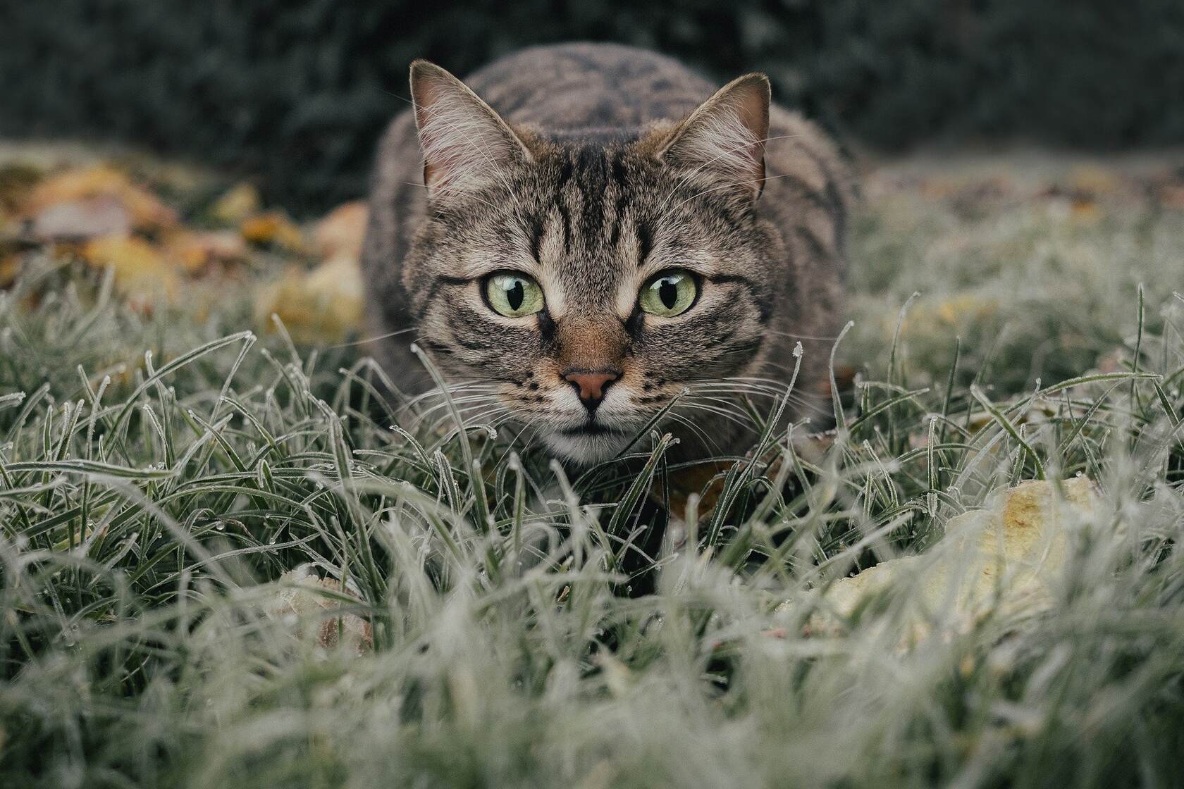 匍匐在草地上正对着镜头观看的虎斑猫宠物高清壁纸图片第1张图片