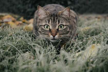 匍匐在草地上正对着镜头观看的虎斑猫宠物高清壁纸图片