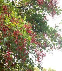 细花泡花树的红色果实，果子高清图片组图8