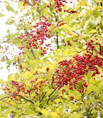 细花泡花树的红色果实，果子高清图片组图7