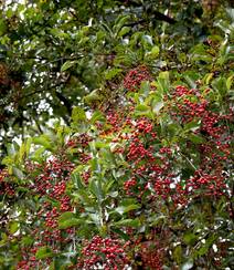 细花泡花树的红色果实，果子高清图片组图4