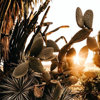 带刺的植物，热带 观赏植物 仙人掌唯美意境图片