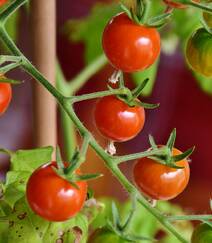成熟的蔬果，红色新鲜的水果 西红柿 番茄唯美摄影图片