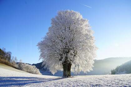 寒冷的冬 银装素裹 大雪 一棵树 冰晶唯美高清雪景壁纸图片