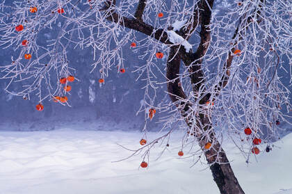 大雪 柿子树 被大雪覆盖的干煸柿子树唯美高清雪景壁纸图片