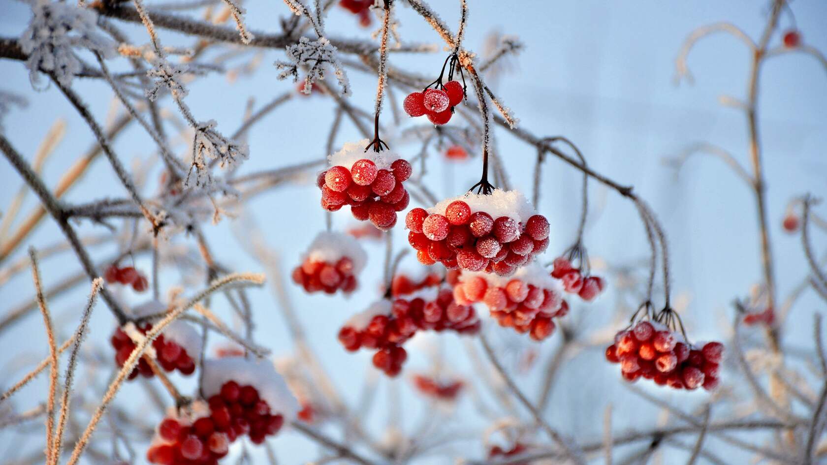 寒冷的冬 挂满雪 冰霜的红色浆果 琼花 琼花果实唯美景色壁纸图片