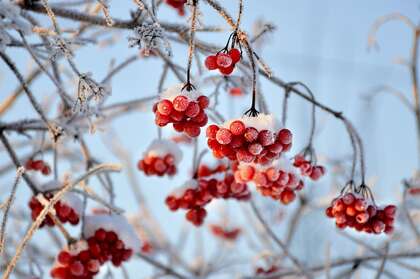 寒冷的冬 挂满雪 冰霜的红色浆果 琼花 琼花果实唯美景色壁纸图片