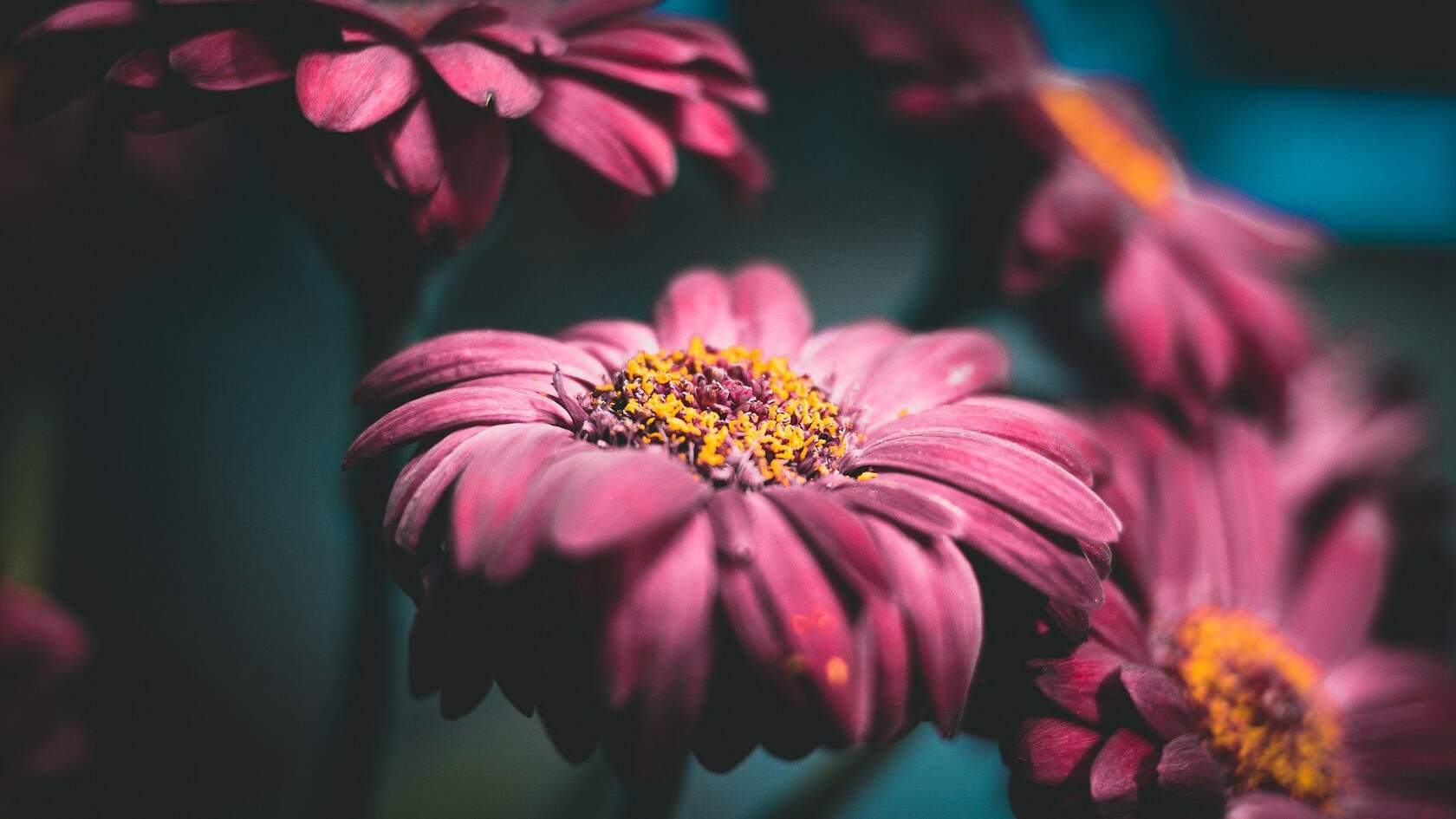 盛开的雏菊 花 非洲菊 观赏植物 唯美花卉高清微距摄影壁纸图片第1张图片