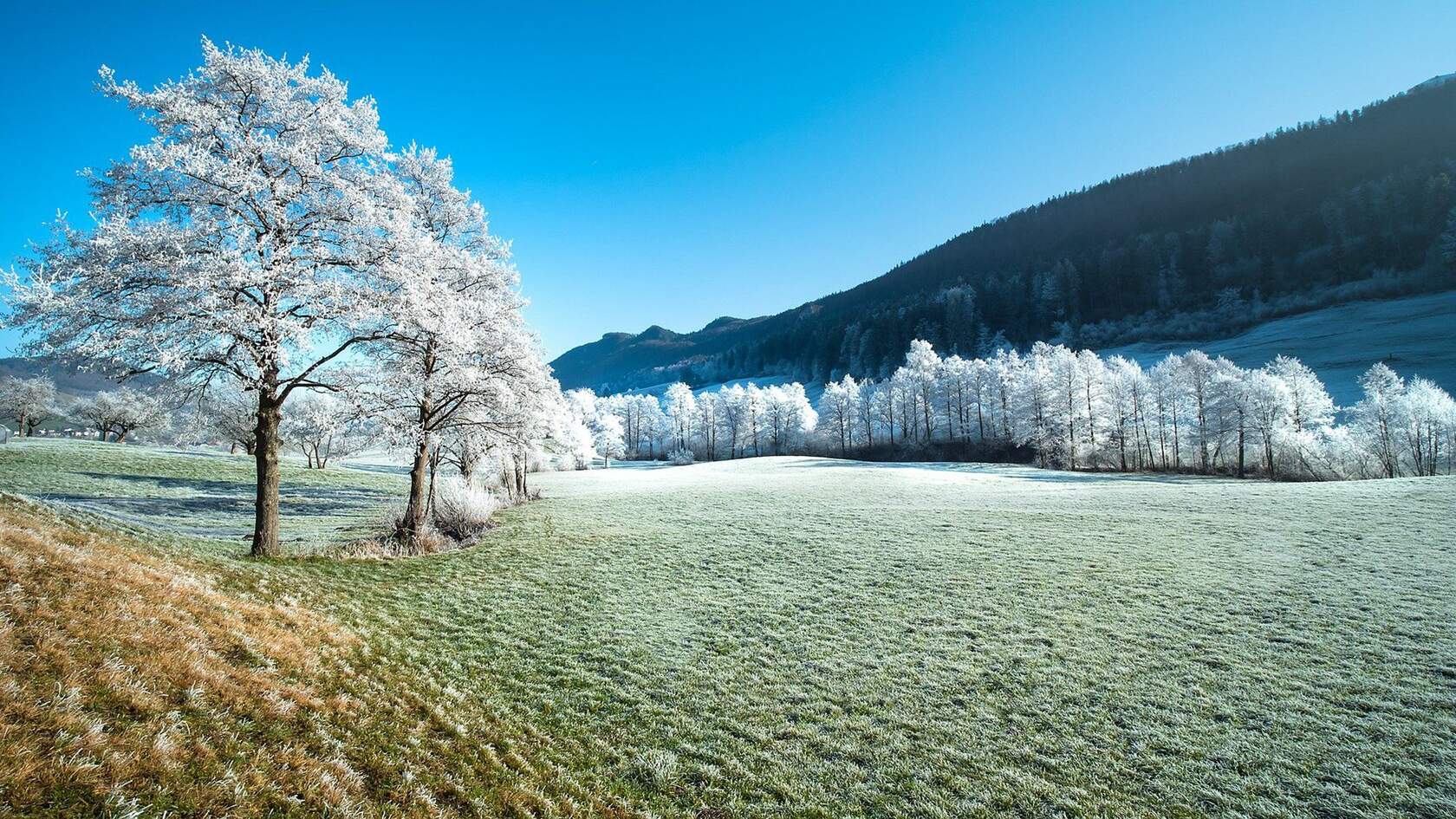 冬季 草原山林树木美景 那冻结在树上的霜，宛若银装 唯美景色壁纸图片第1张图片