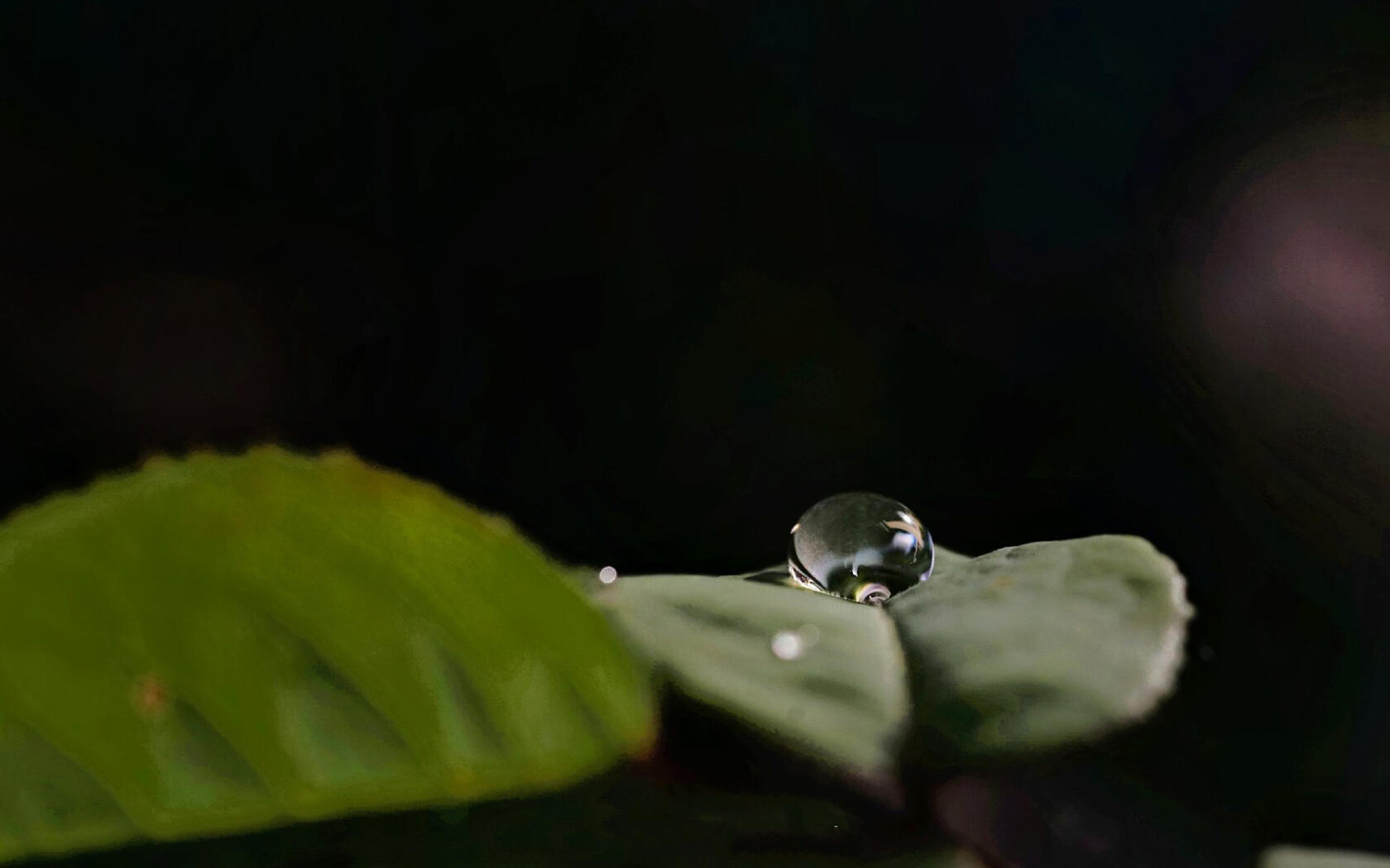 水滴 露珠 绿叶 高清微距植物叶子壁纸图片第3张图片