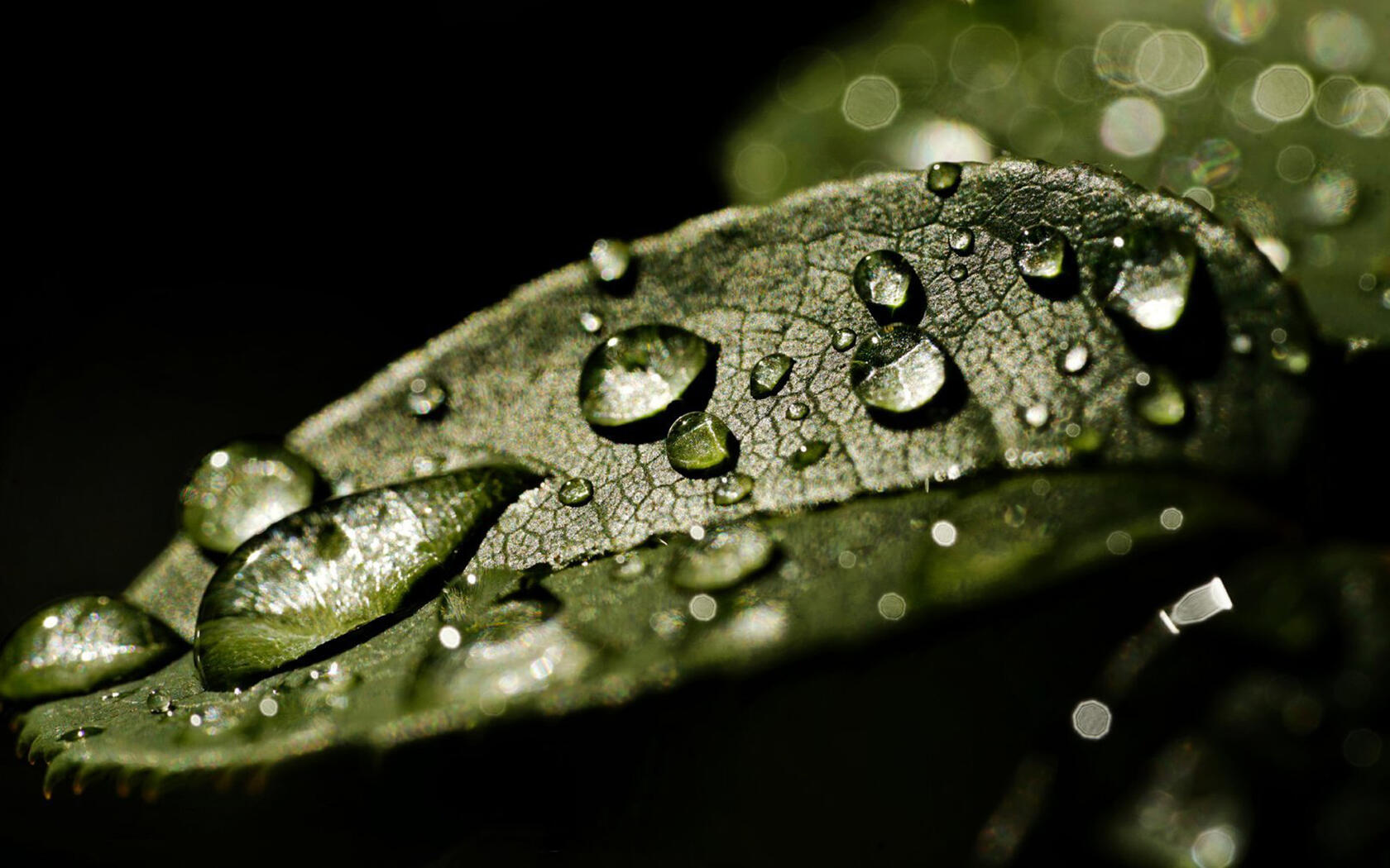 水滴 露珠 绿叶 高清微距植物叶子壁纸图片第5张图片