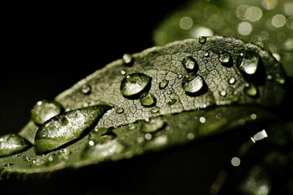 水滴 露珠 绿叶 高清微距植物叶子壁纸图片