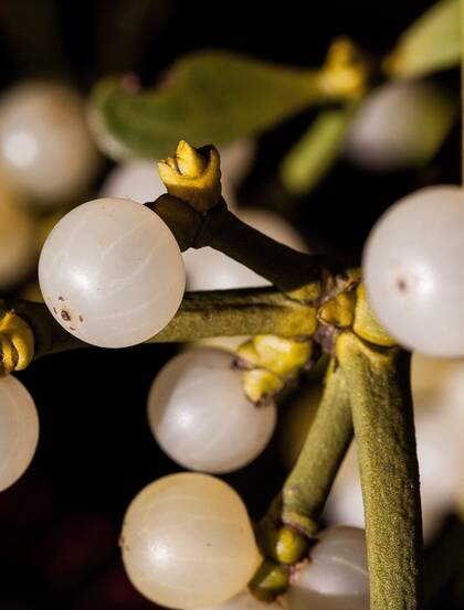 果实像一颗颗珠子，珍珠般的寄生灌木植物槲寄生图片