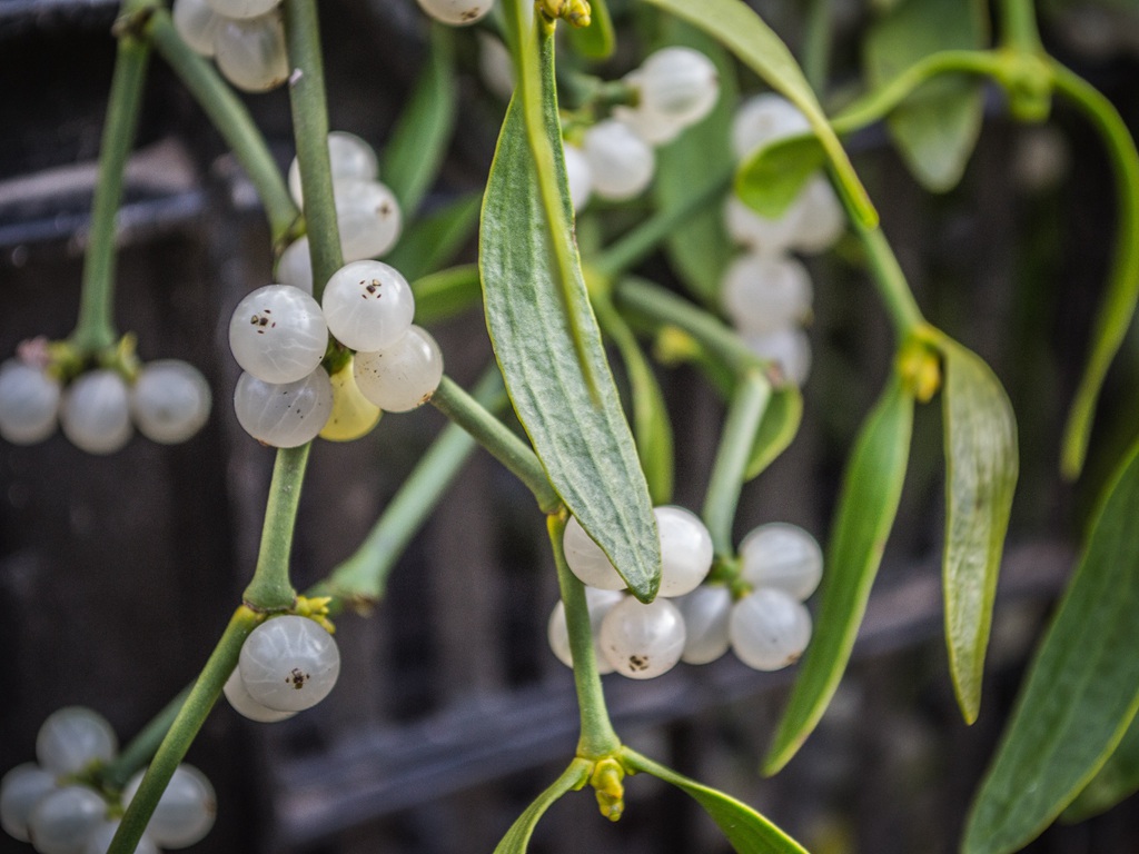 果实像一颗颗珠子，珍珠般的寄生灌木植物槲寄生图片图片