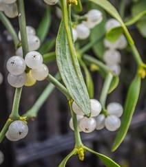 果实像一颗颗珠子，珍珠般的寄生灌木植物槲寄生图片组图8