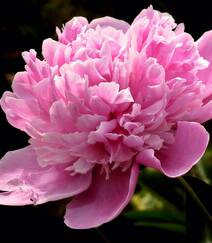 国花牡丹，花开富贵，红的，白的，粉的牡丹花高清摄影图片组图4