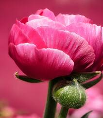 国花牡丹，花开富贵，红的，白的，粉的牡丹花高清摄影图片组图3