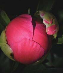 国花牡丹，花开富贵，红的，白的，粉的牡丹花高清摄影图片组图1