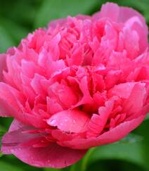 国花牡丹，花开富贵，红的，白的，粉的牡丹花高清摄影图片组图8